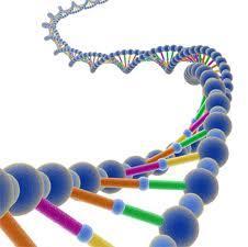 ¿Se puede patentar el ADN humano?